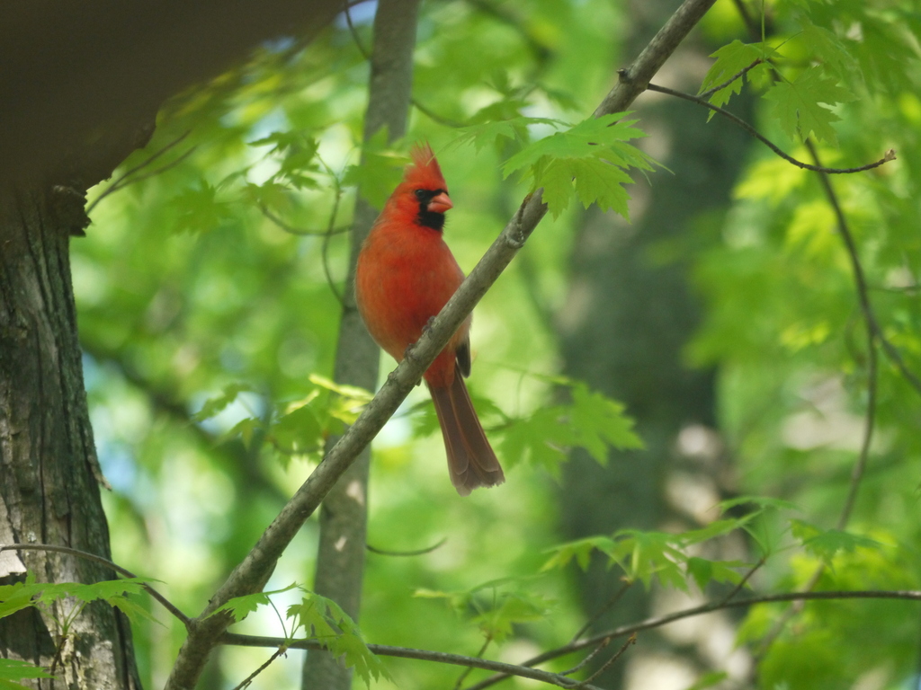 Cardinal3