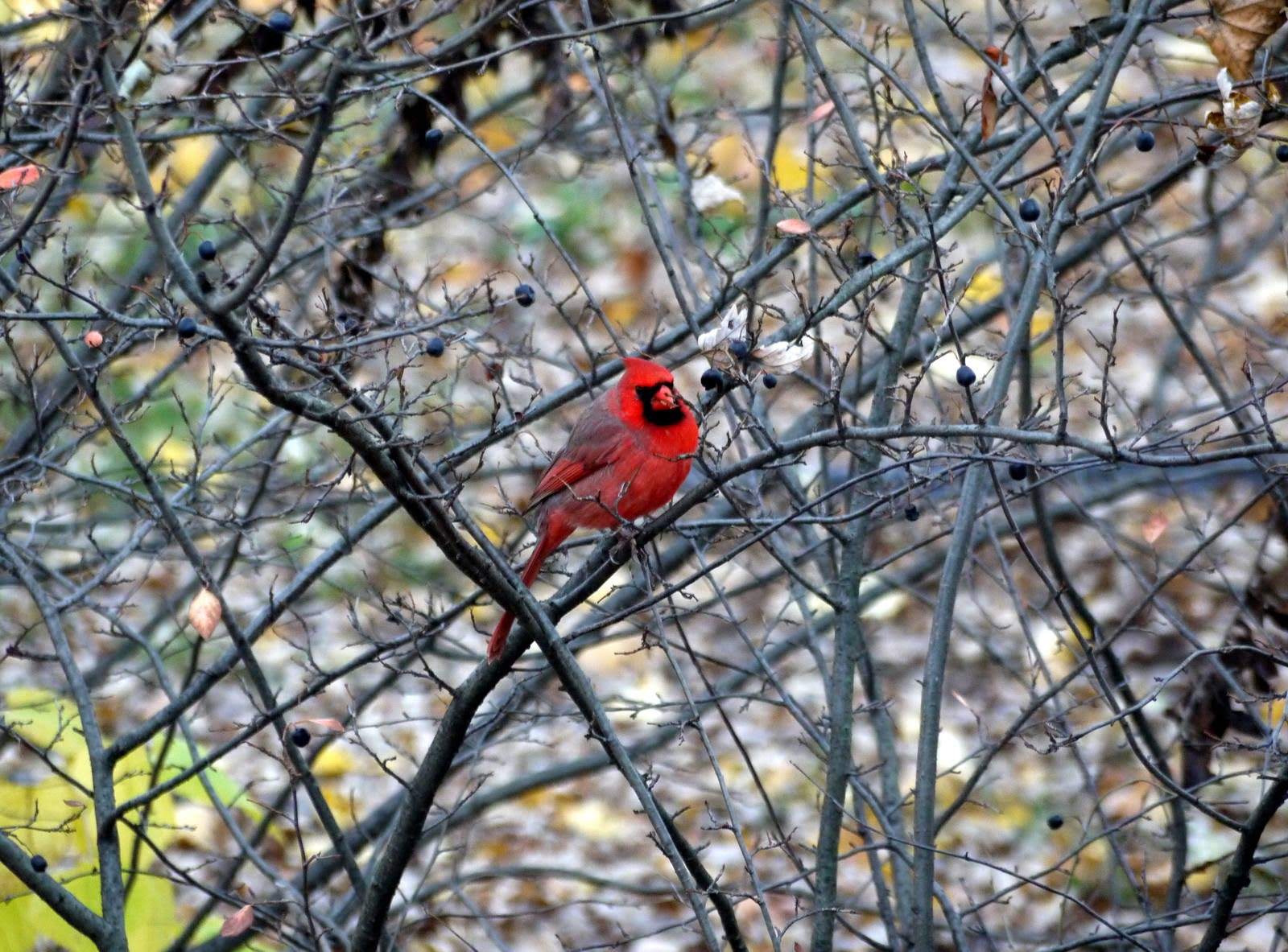 Cardinal4